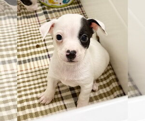 Chipin Dogs for adoption in Gilberts, IL, USA