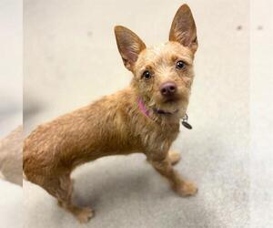 Chihuahua-Unknown Mix Dogs for adoption in Aurora, CO, USA