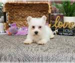 Small #1 Poodle (Toy)-West Highland White Terrier Mix