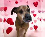 Small #3 Bullmastiff-German Shepherd Dog Mix