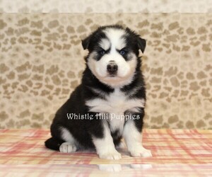 Pomsky Puppy for sale in DENVER, PA, USA