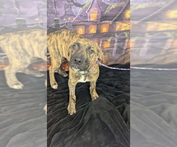 Medium Photo #1 Mutt Puppy For Sale in Evansville, IN, USA