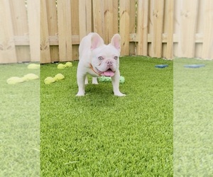 Medium French Bulldog