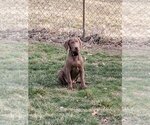 Small Photo #4 Chocolate Labrador retriever-Unknown Mix Puppy For Sale in Fenton, MO, USA