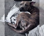 Small #8 American Pit Bull Terrier Mix