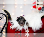 Small Photo #15 Bordoodle Puppy For Sale in STRAFFORD, MO, USA
