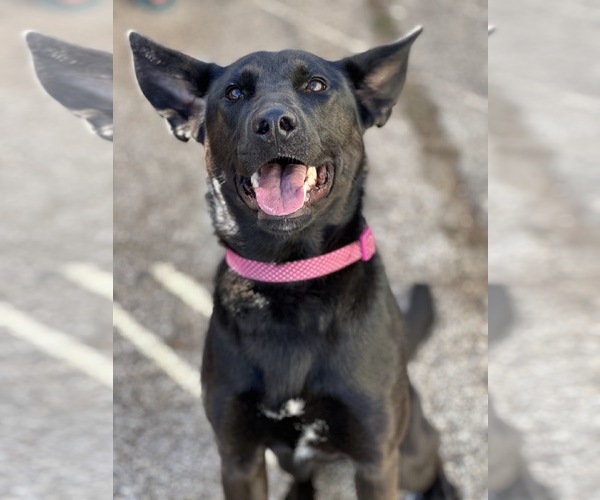 Medium Photo #5 German Shepherd Dog-Unknown Mix Puppy For Sale in Houston, TX, USA