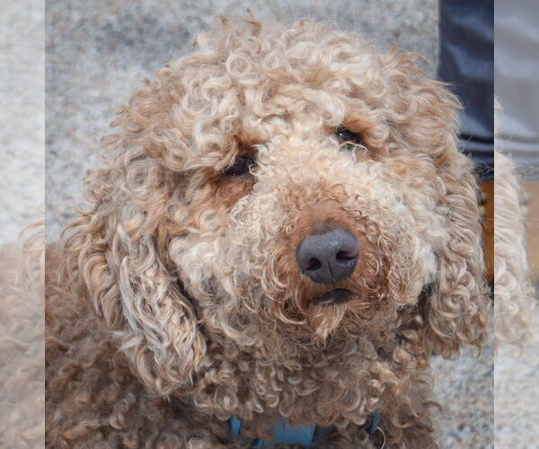 Medium Photo #4 Mutt Puppy For Sale in Huntley, IL, USA