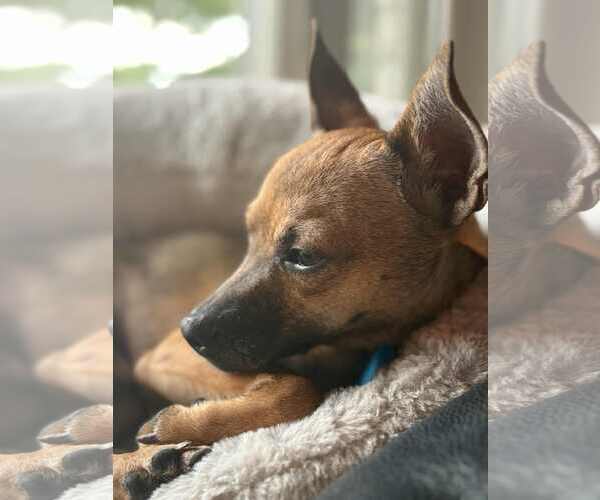 Medium Photo #1 Chihuahua Puppy For Sale in Mukwonago, WI, USA
