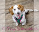 Small Photo #32 Basschshund Puppy For Sale in San Antonio, TX, USA