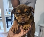 Puppy Violet Olde English Bulldogge