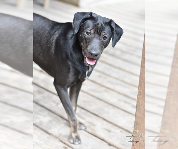 Medium Photo #6 Mutt Puppy For Sale in The Woodlands, TX, USA
