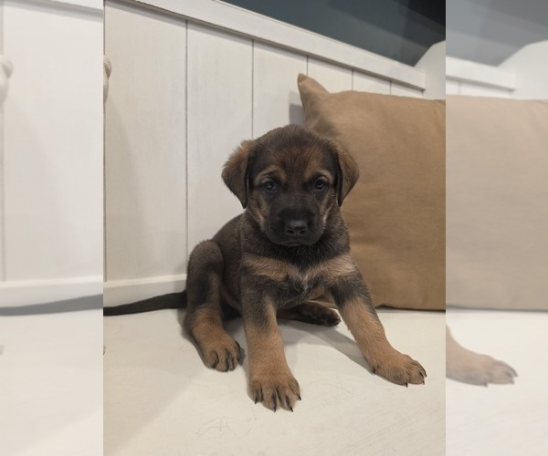 Medium Photo #1 Anatolian Shepherd-English Mastweiler Mix Puppy For Sale in IRWIN, PA, USA