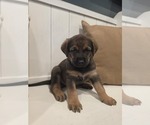 Puppy Peanut Anatolian Shepherd-English Mastweiler Mix