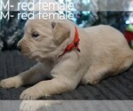Small Photo #6 Golden Retriever Puppy For Sale in BRYANT, AL, USA