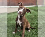 Small #2 American Staffordshire Terrier-Labrador Retriever Mix