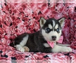 Small Photo #4 Siberian Husky Puppy For Sale in KIRKWOOD, PA, USA