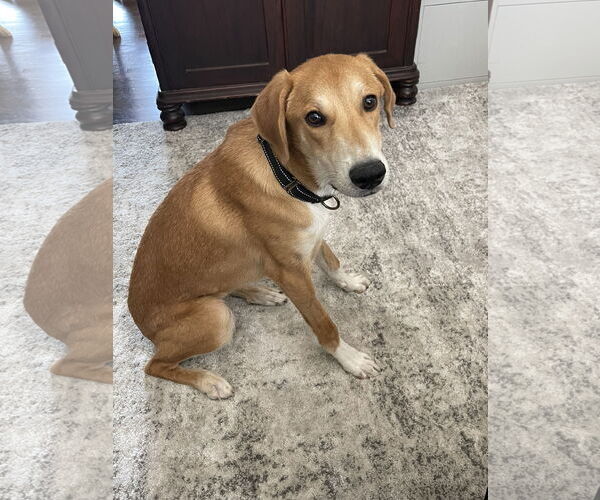 Medium Photo #5 Doberman Pinscher-Great Pyrenees Mix Puppy For Sale in Brooklyn Center, MN, USA