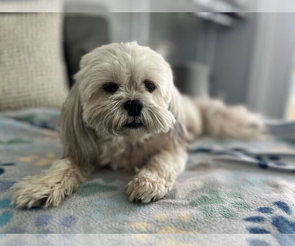 Medium Photo #2 Shih Tzu-Unknown Mix Puppy For Sale in Tampa, FL, USA