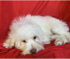 Maltese-Maltipoo Mix Puppy for sale in SAN FRANCISCO, CA, USA