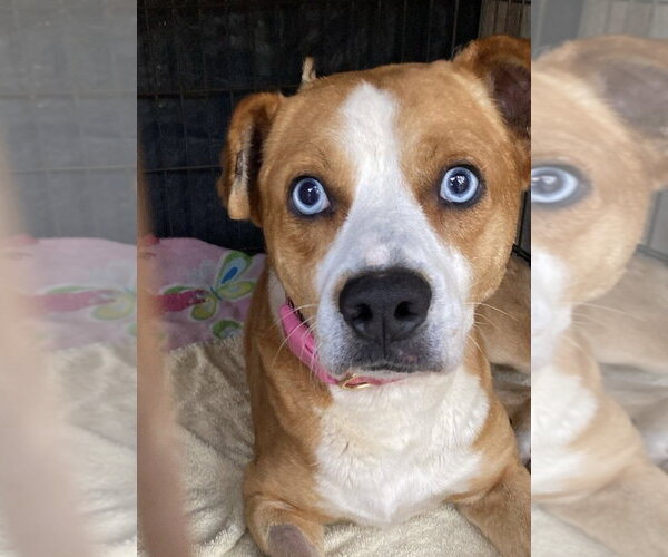 Medium Photo #3 American Staffordshire Terrier-Labrador Retriever Mix Puppy For Sale in San Diego, CA, USA