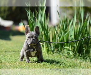 French Bulldog Puppy for Sale in Kiskoros, Bacs-Kiskun Hungary