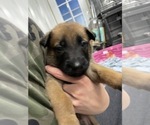 Small Photo #168 Belgian Malinois Puppy For Sale in REESEVILLE, WI, USA