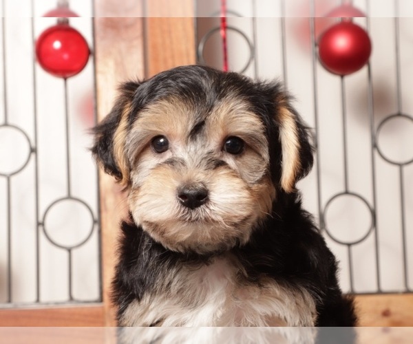 Medium Photo #6 Yo-Chon Puppy For Sale in NAPLES, FL, USA