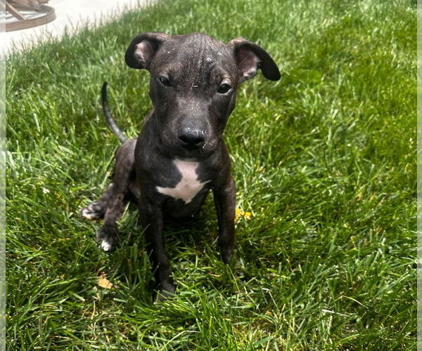 Medium Photo #1 American Pit Bull Terrier-American Staffordshire Terrier Mix Puppy For Sale in Chester, VA, USA