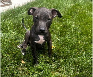 American Pit Bull Terrier-American Staffordshire Terrier Mix Dogs for adoption in Chester, VA, USA