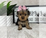 Small #3 Yorkshire Terrier