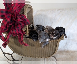 Chihuahua Litter for sale in LEBANON, PA, USA