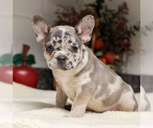 French Bulldog Puppy for sale in EAST EARL, PA, USA