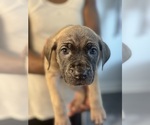 Puppy Lavender Cane Corso