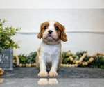 Small #1 Cavalier King Charles Spaniel