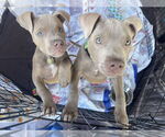Small #3 American Pit Bull Terrier
