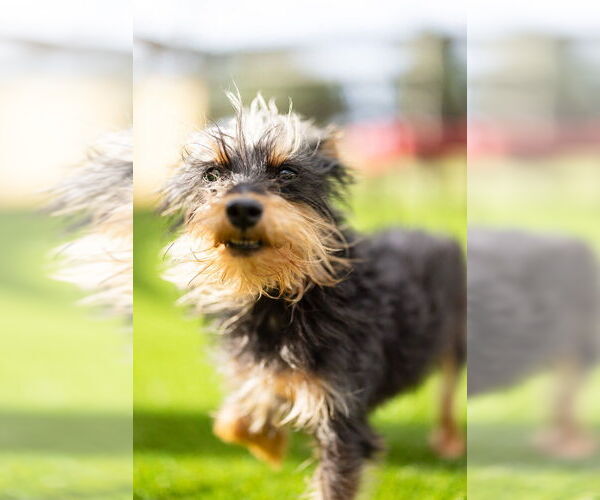 Medium Photo #1 Mutt Puppy For Sale in oakland, FL, USA