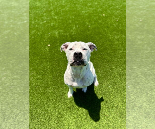 Medium Photo #5 American Pit Bull Terrier Puppy For Sale in Salinas, CA, USA