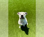 Small #4 American Pit Bull Terrier