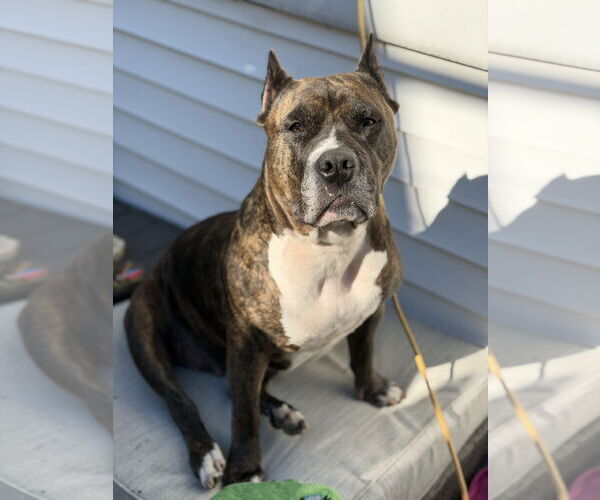 Medium Photo #38 Mutt Puppy For Sale in Philadelphia, PA, USA