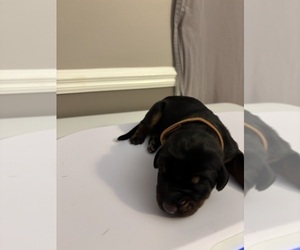 Medium Doberman Pinscher