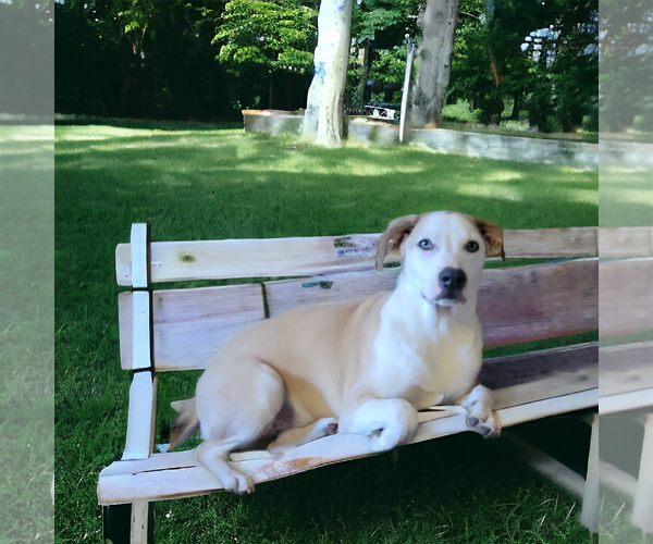 Medium Photo #2 Sheprador Puppy For Sale in Spring, TX, USA
