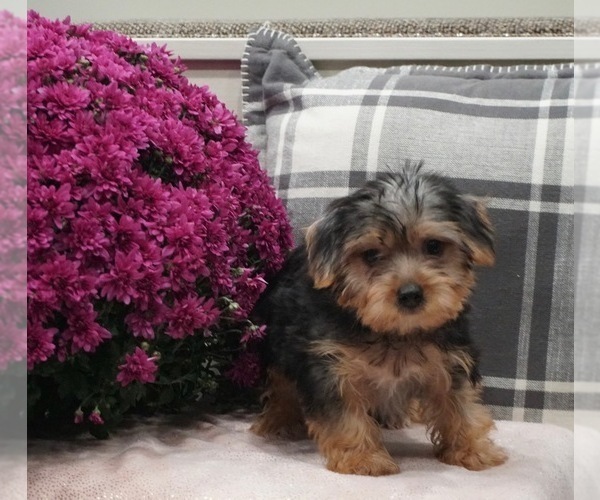 Medium Photo #3 Maltese-Morkie Mix Puppy For Sale in WARSAW, IN, USA