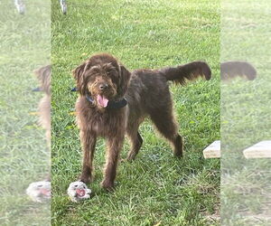 Labrador Retriever Dogs for adoption in Aurora, IN, USA