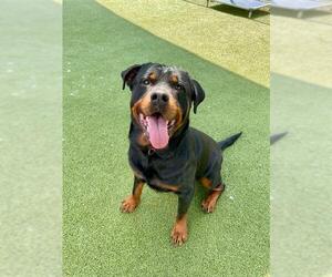 Rottweiler Dogs for adoption in Pasadena, TX, USA