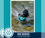 Small #10 Miniature Pinscher Mix