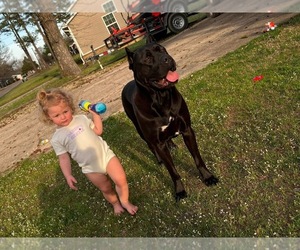 Mother of the Cane Corso puppies born on 07/04/2026