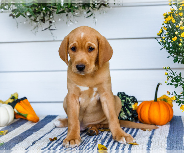 Medium Photo #6 Golden Retriever-Jack Russell Terrier Mix Puppy For Sale in WAKARUSA, IN, USA