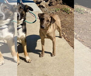 Catahoula Leopard Dog-Retriever  Mix Dogs for adoption in Newport Beach, CA, USA