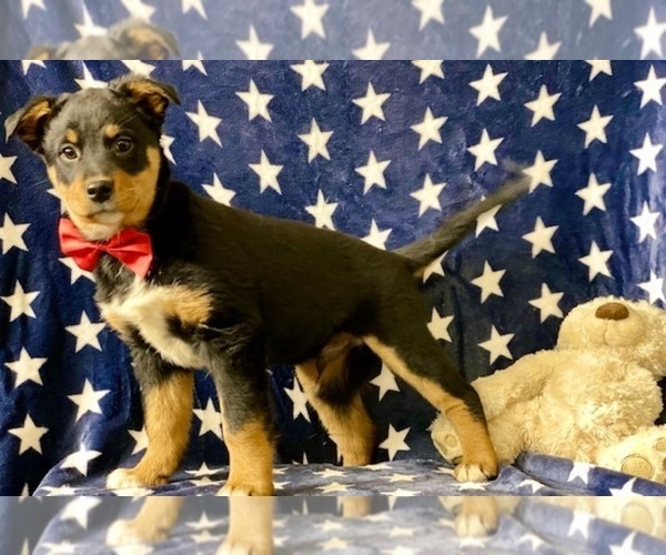 Medium Photo #5 Australian Shepherd Puppy For Sale in LANCASTER, PA, USA